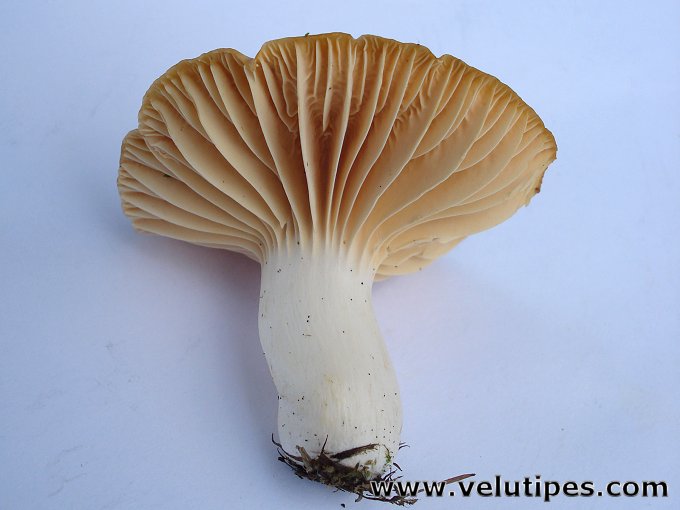Cuphophyllus  pratensis