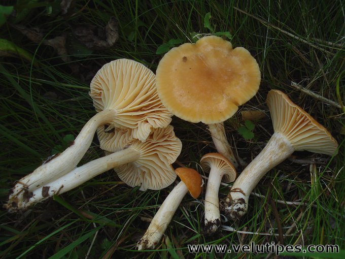 Cuphophyllus  pratensis