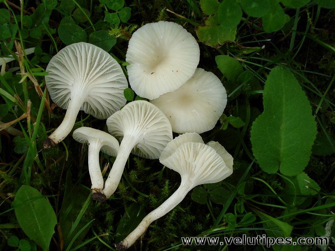 Cuphophyllus virgineus