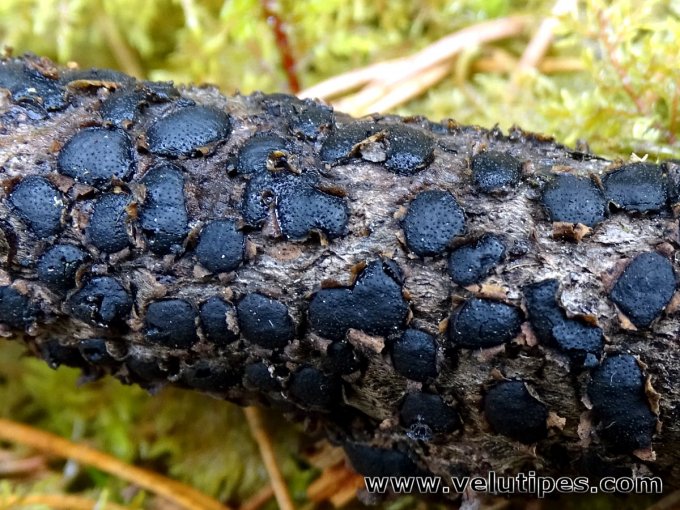 Diatrype bullata