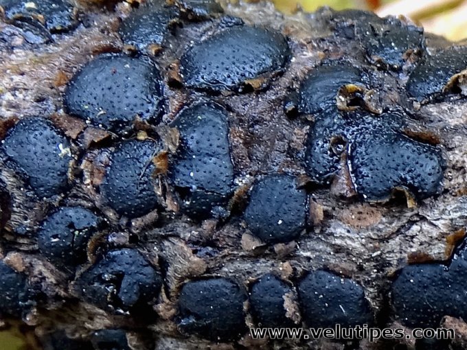 Diatrype bullata
