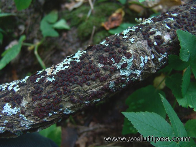 Diatrypella quercina