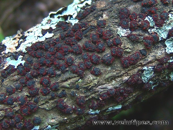 Diatrypella quercina