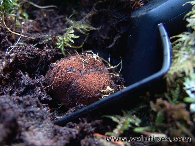 Elaphomyces granulatus