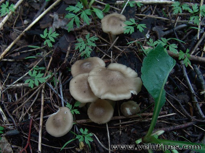 Entoloma clypeatum