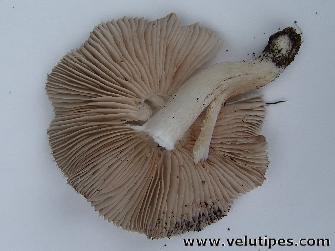 Entoloma clypeatum