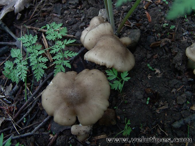Entoloma clypeatum