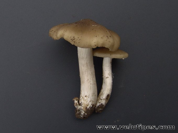 Entoloma clypeatum