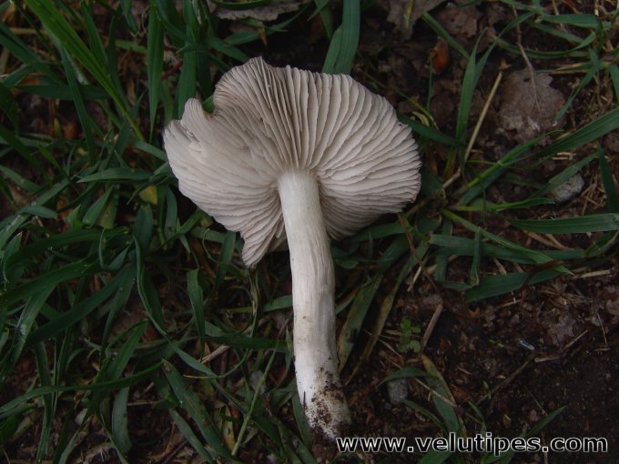 Entoloma clypeatum