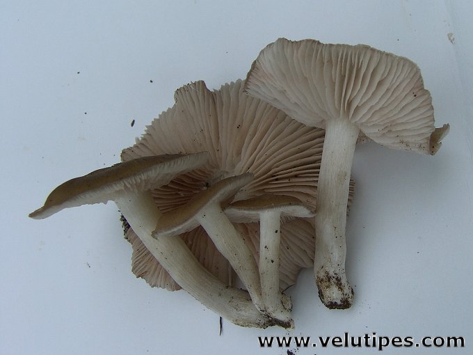 Entoloma clypeatum