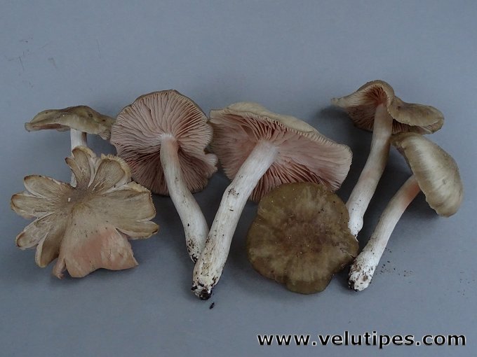 Entoloma clypeatum
