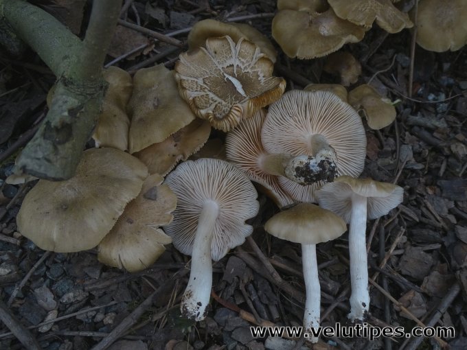 Entoloma clypeatum