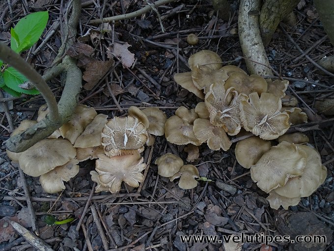 Entoloma clypeatum