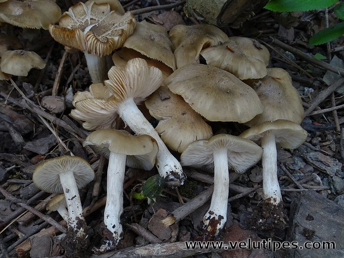 Entoloma clypeatum