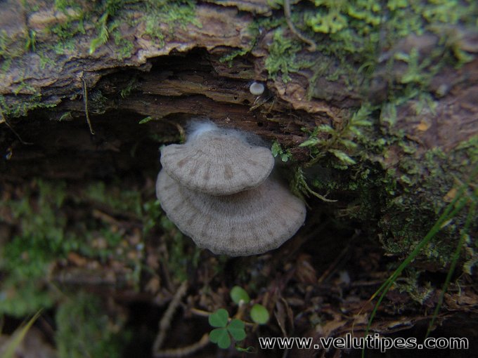 Entoloma depluens