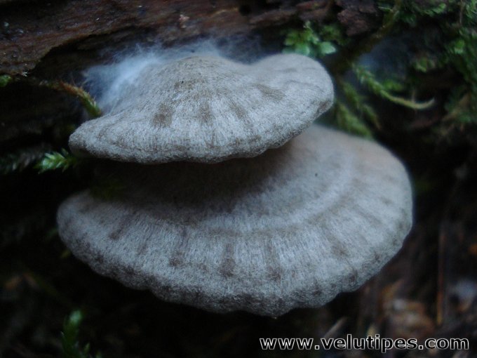 Entoloma depluens