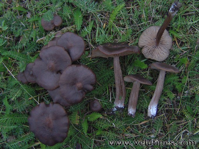 Entoloma sericeum