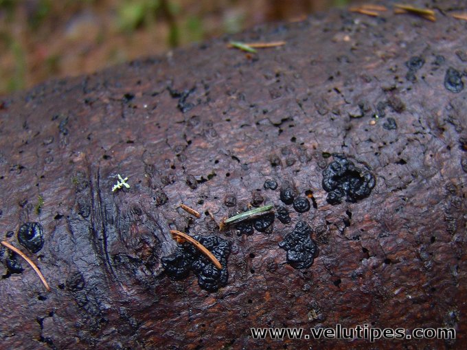 Exidia pithya