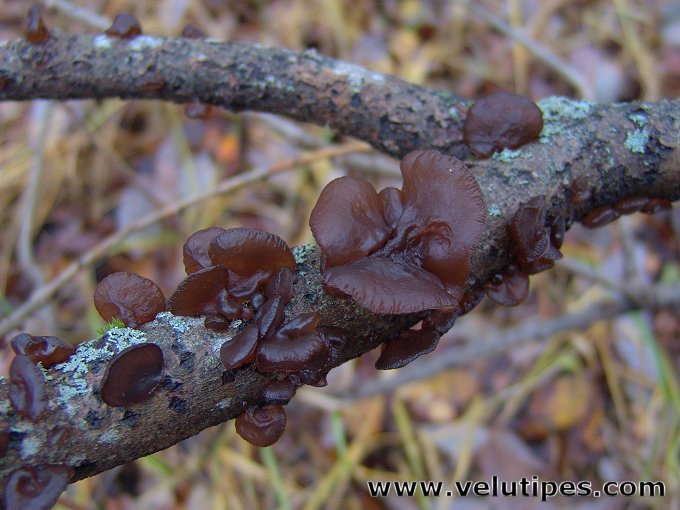 Exidia recisa