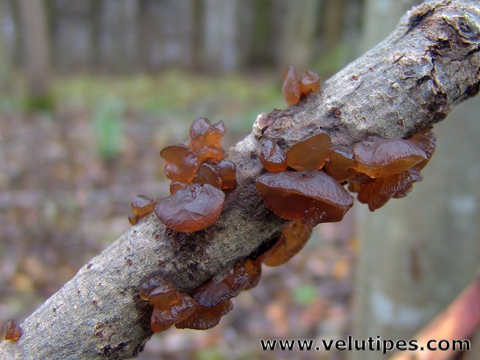 Exidia recisa