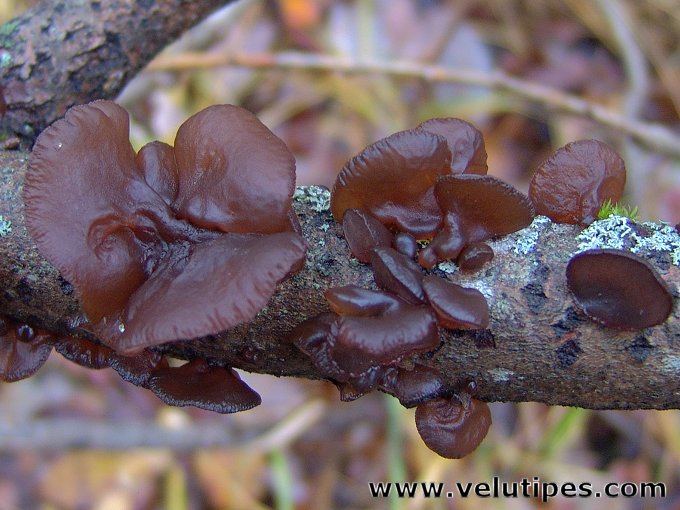 Exidia recisa