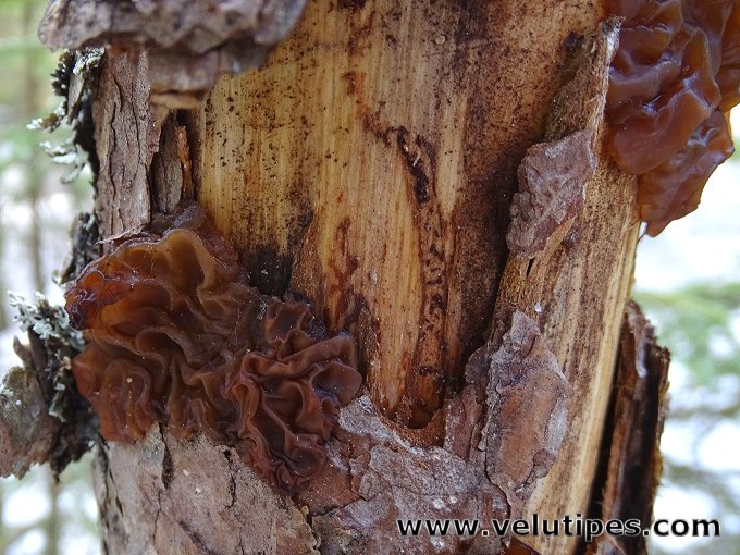 Exidia saccharina