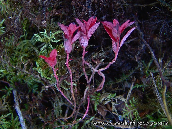 Exobasidium splendidum