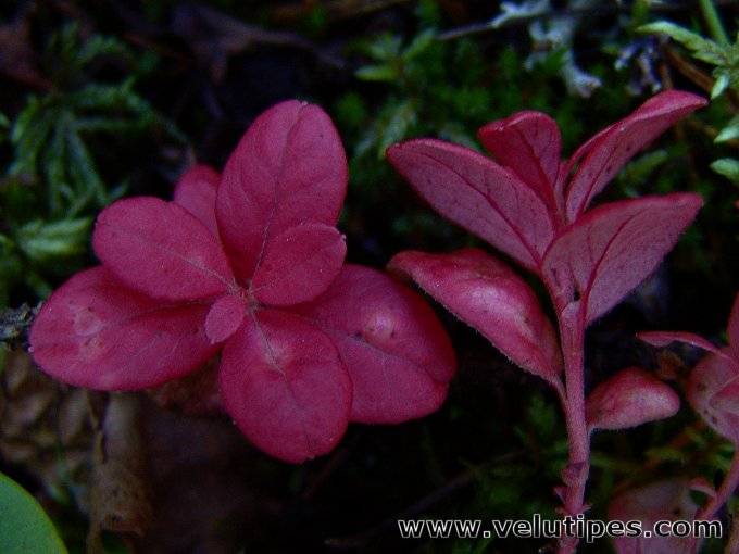 Exobasidium splendidum