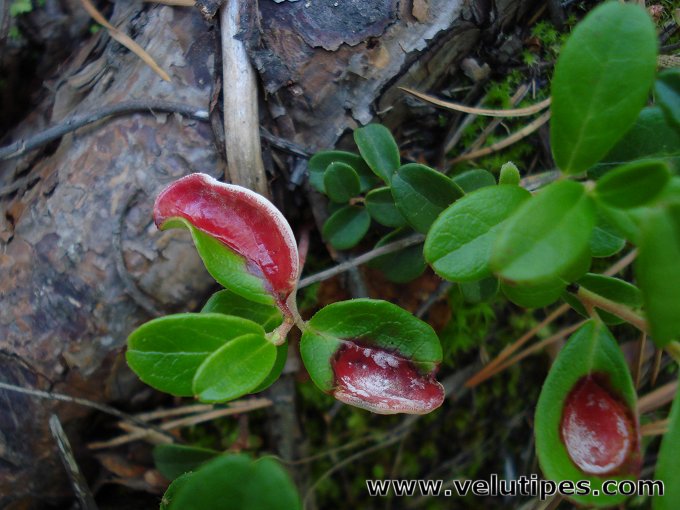 Exobasidium vaccinii