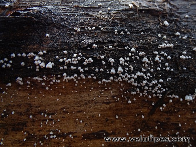 Flagelloscypha eruciformis