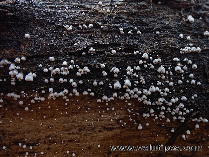 Flagelloscypha eruciformis