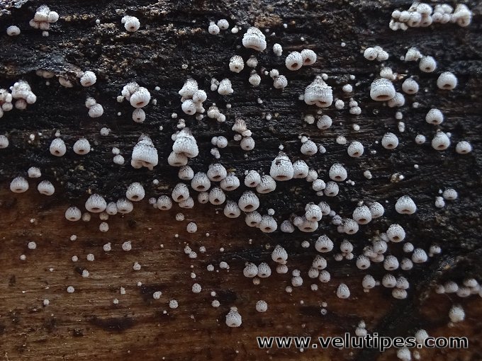 Flagelloscypha eruciformis