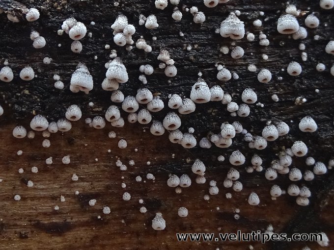 Flagelloscypha eruciformis