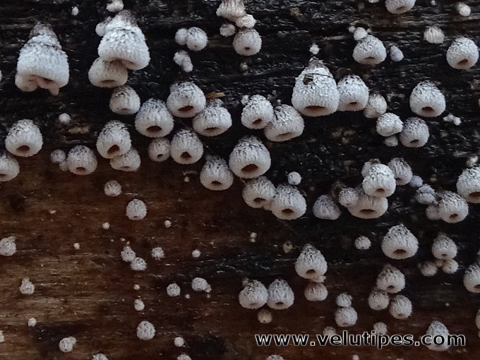 Flagelloscypha eruciformis