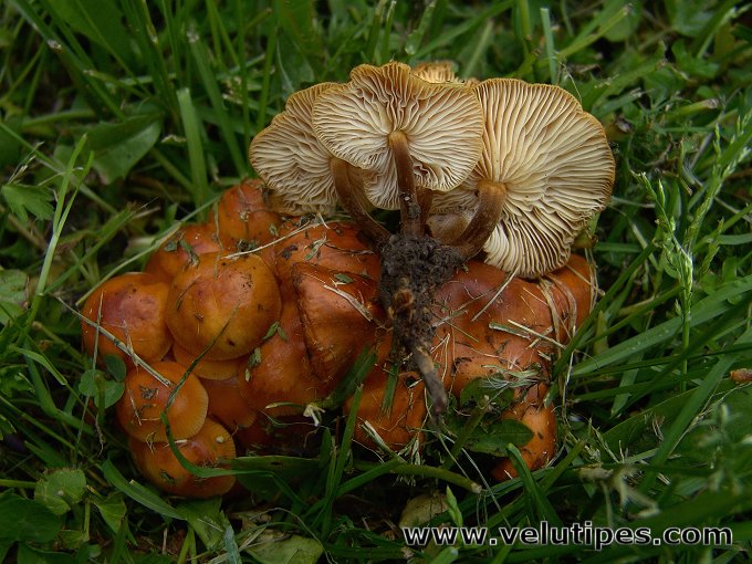 Flammulina populicola