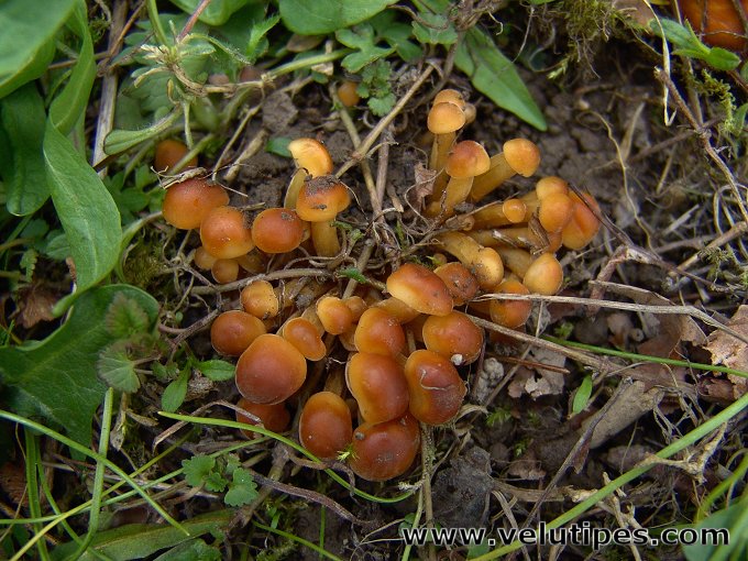 Flammulina populicola