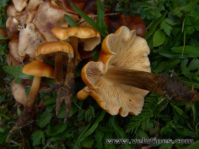 Flammulina populicola