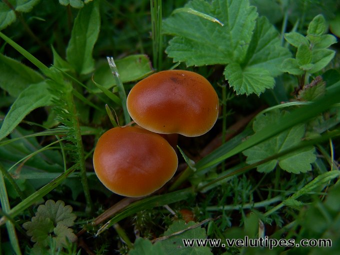 Flammulina populicola