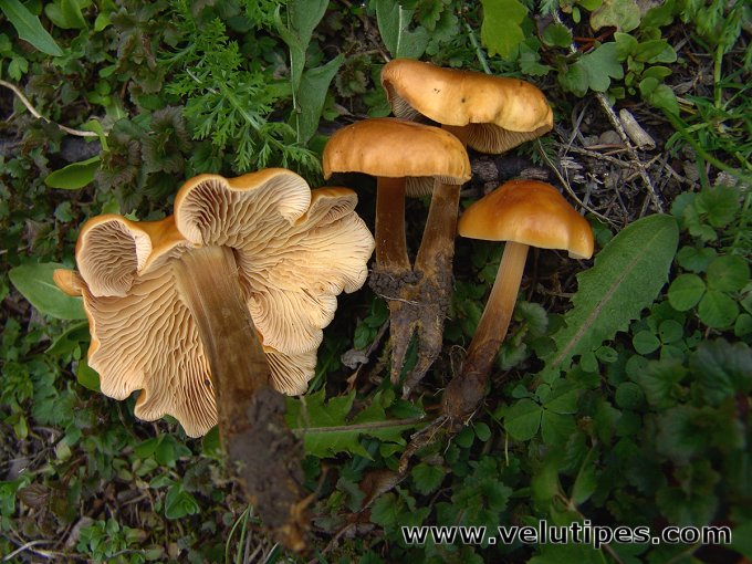 Flammulina populicola