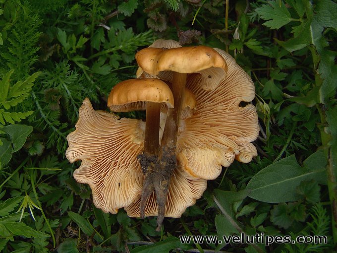 Flammulina populicola