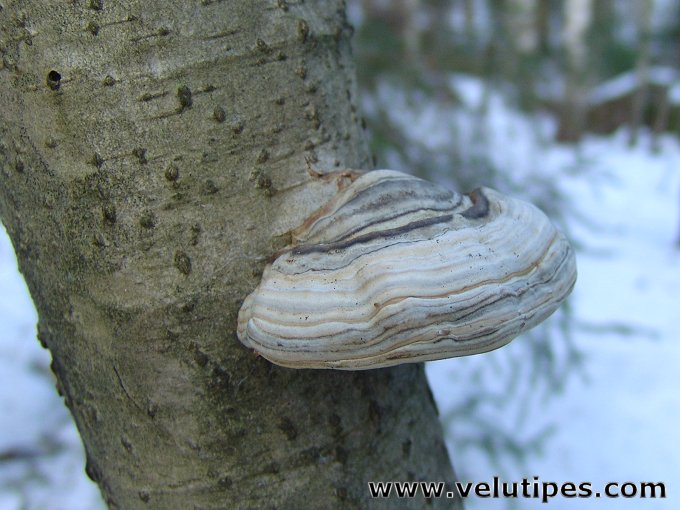 Fomes fomentarius
