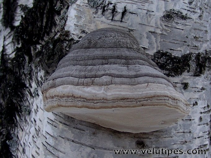 Fomes fomentarius