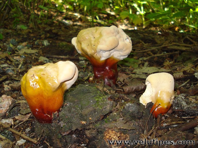 Ganoderma lucidum