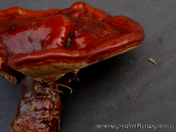 Ganoderma lucidum