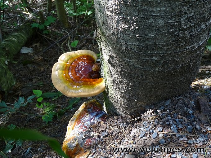 Ganoderma lucidum