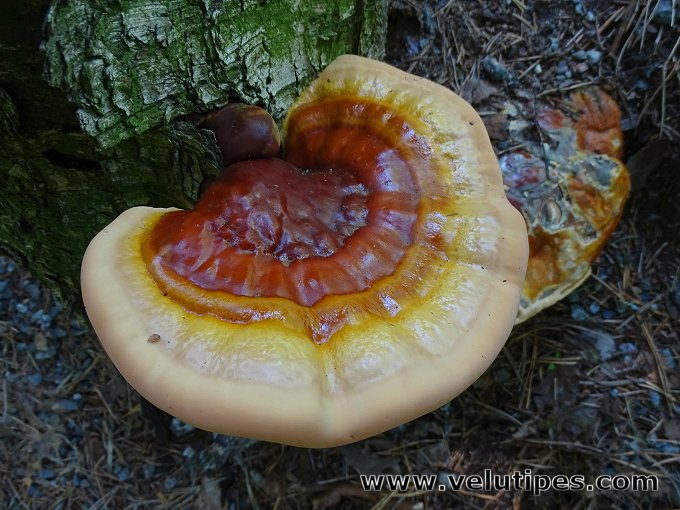 Ganoderma lucidum