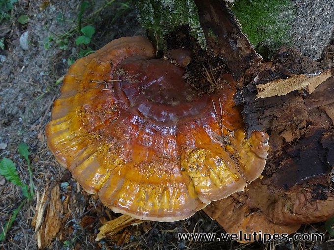 Ganoderma lucidum