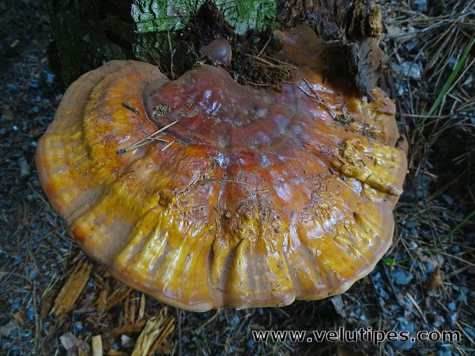 Ganoderma lucidum
