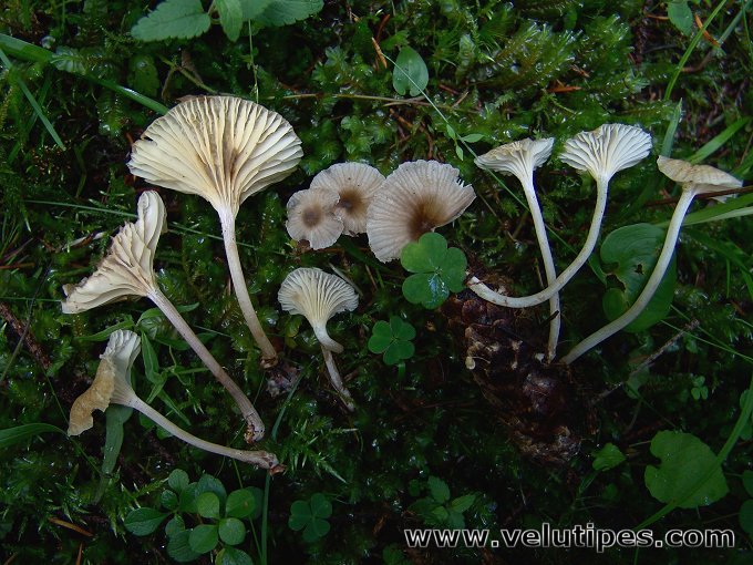 Gerronema xanthophyllum