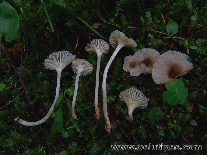 Gerronema xanthophyllum